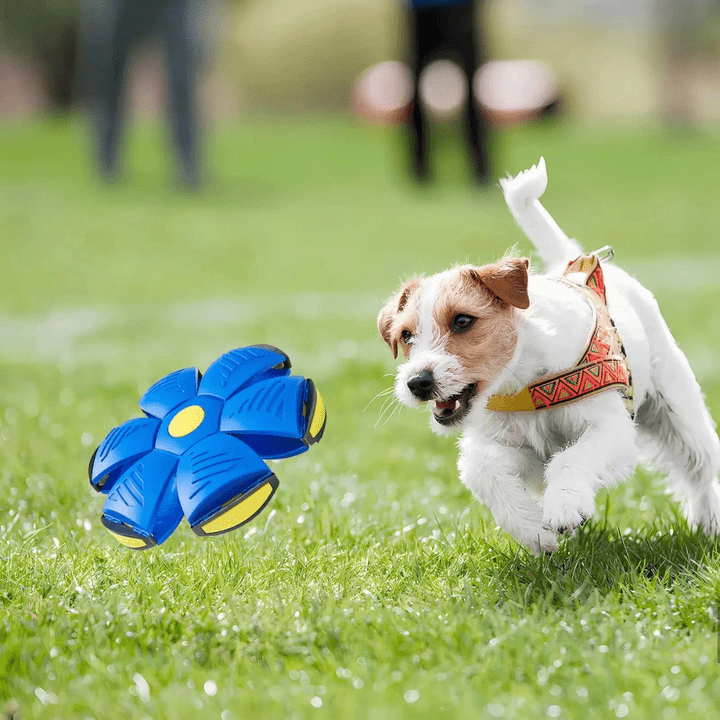 Interactive Flying Dog Toy for Active Play