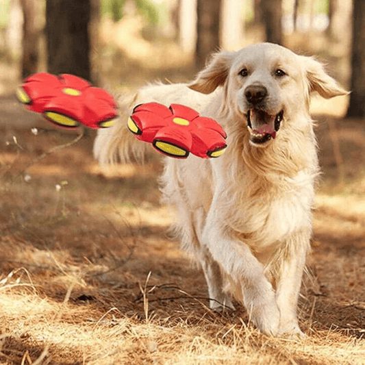 Interactive Flying Dog Toy for Active Play